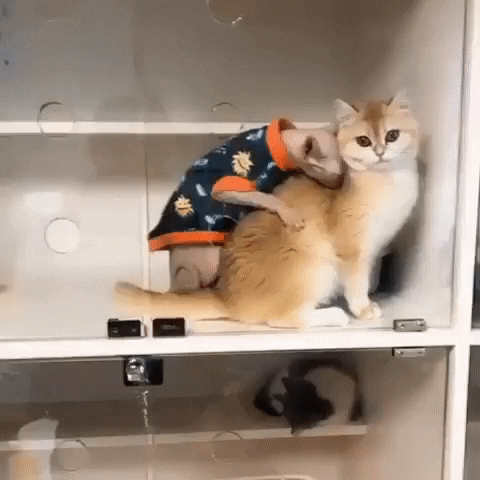Love Me Cats GIF by hamlet