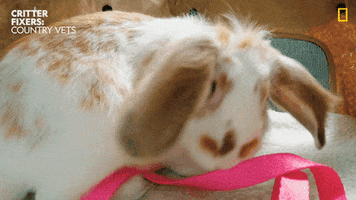 National Geographic Bunny GIF by Nat Geo Wild