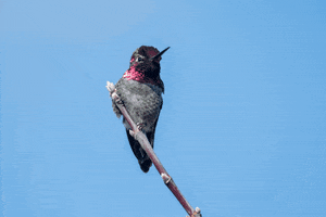 Hummingbirds GIF