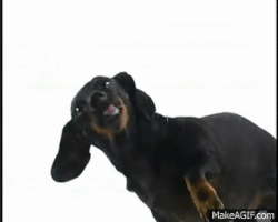 dachshund GIF