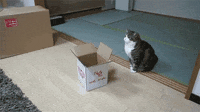 200w.gif