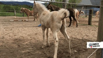 Peeing Tiere Bis Unters Dach GIF by SWR Kindernetz