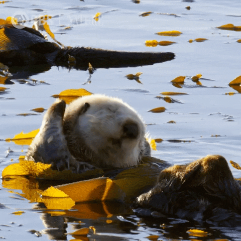 Sea Otter Swimming GIF by Nature on PBS