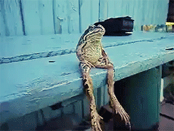 Frog GIF