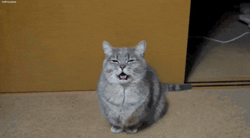 cat yawn GIF