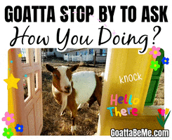 How You Doing Whats Up GIF by Goatta Be Me Goats! Adventures of Pumpkin, Cookie and Java!