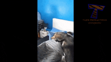 dog waking GIF