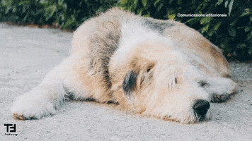 Tired Dog GIF by TheFactory.video