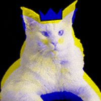 foxymandy king lion theo whitecat GIF