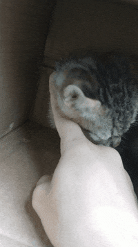 kitten pouncing gif