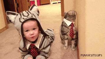 Cat Halloween animated GIF