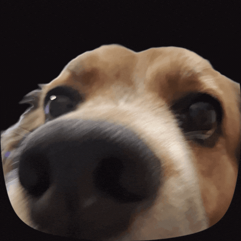 Happy Dog GIF