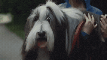 Dog GIF by Dirk McMillan
