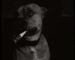 Dog Smoking GIF by Beeld en Geluid