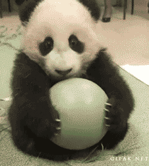 Panda Bear Tag GIF