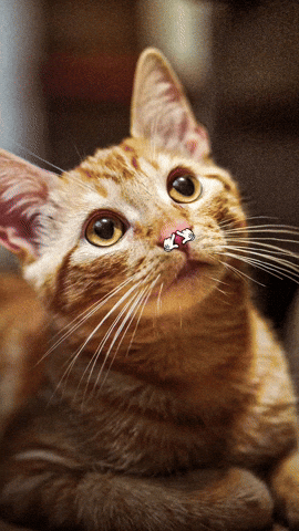 Orange Tabby GIF