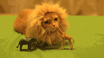 https://media4.giphy.com/media/mhDwIpbsgGKk/200.gif