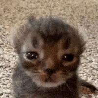 Sad Cat GIF