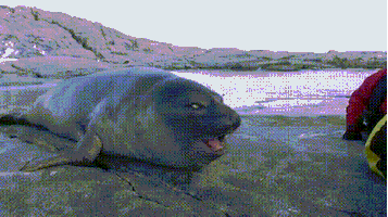 seal GIF