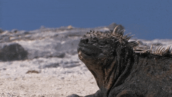sneezes iguanas GIF