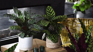 Plants Jungle GIF by GreenMeUp