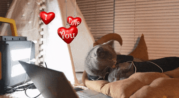 Cat Love GIF by AlphaESS