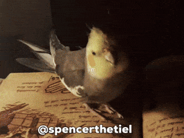 Instagram Bird GIF
