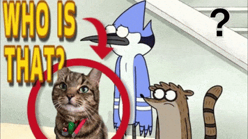 Cats GIF