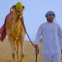 Camel-walking GIFs - Get the best GIF on GIPHY