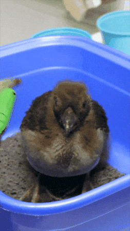 Ocean Puffin GIF by Monterey Bay Aquarium