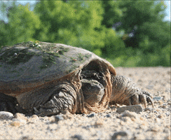 Have You Heard Snapping Turtle GIF by U.S. Fish and Wildlife Service