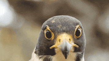 200.gif?cid=fc005b081ad9e730010de2a49bf5b2445aba09296f1dd82d&rid=200.gif&ct=g