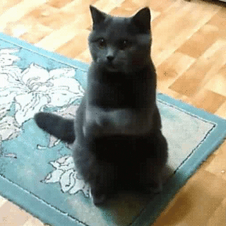 Video gif. A sweet gray cat sits on his haunches and raises his front paws in a pleading motion.