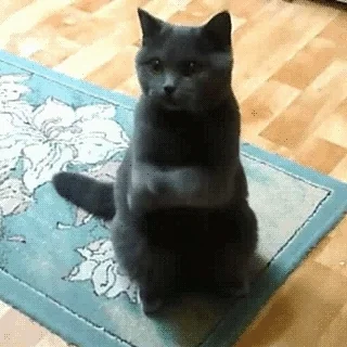 Please Please Cat GIF