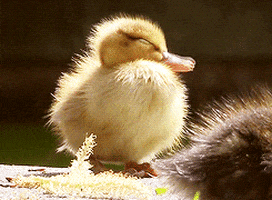 duck yawn GIF