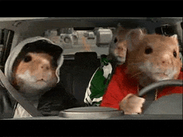 Hamsters Gifs Get The Best Gif On Giphy