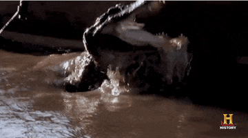 history reaction gif GIF by Swamp People