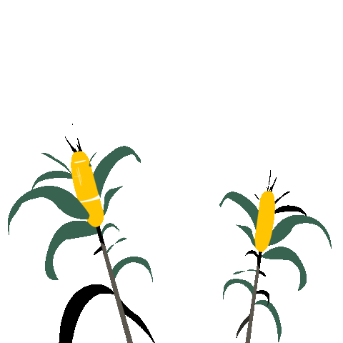 Corn Sway Sticker by Willie Jones