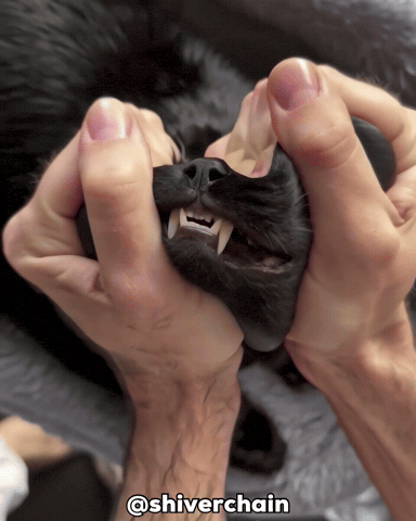 Cat Monster GIF