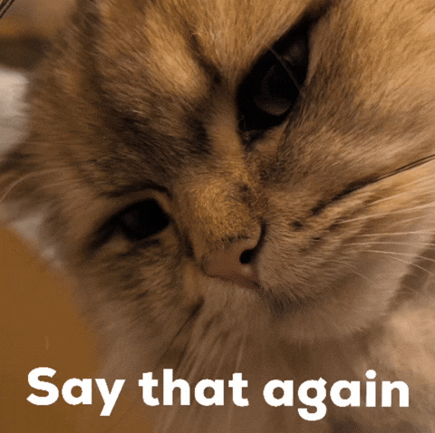 Say That Again GIF