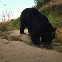 Black Bear GIF by Nature on PBS