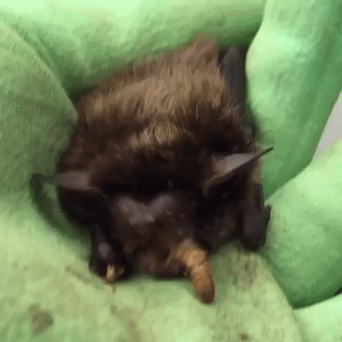 interior bat GIF