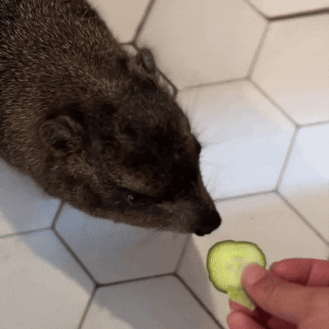 Hungry Rock Hyrax GIF