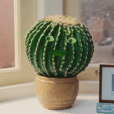 Plant Cactus GIF by VPRO