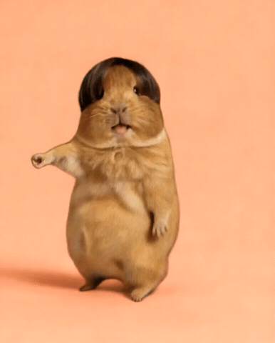 Happy Guinea Pig GIF