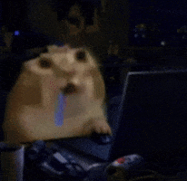 Cat GIF