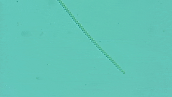 medprime GIF