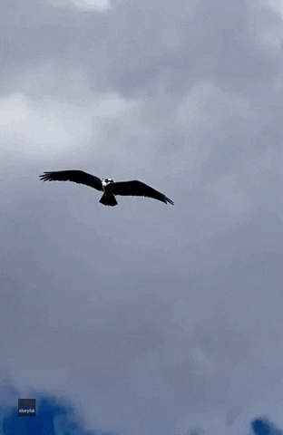 Fish Eagle GIF by Storyful