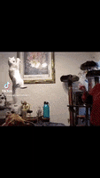 Cat Reaction GIF by Maryanne Chisholm - MCArtist