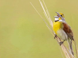 Question Birds GIF by U.S. Fish and Wildlife Service
